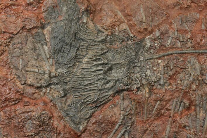 Silurian Fossil Crinoid (Scyphocrinites) Plate - Morocco #134267